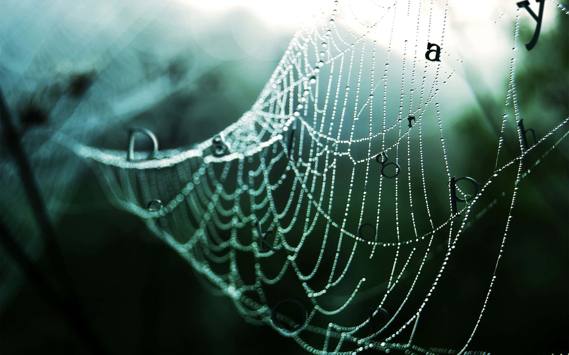 Spider Web Background Blur Letters