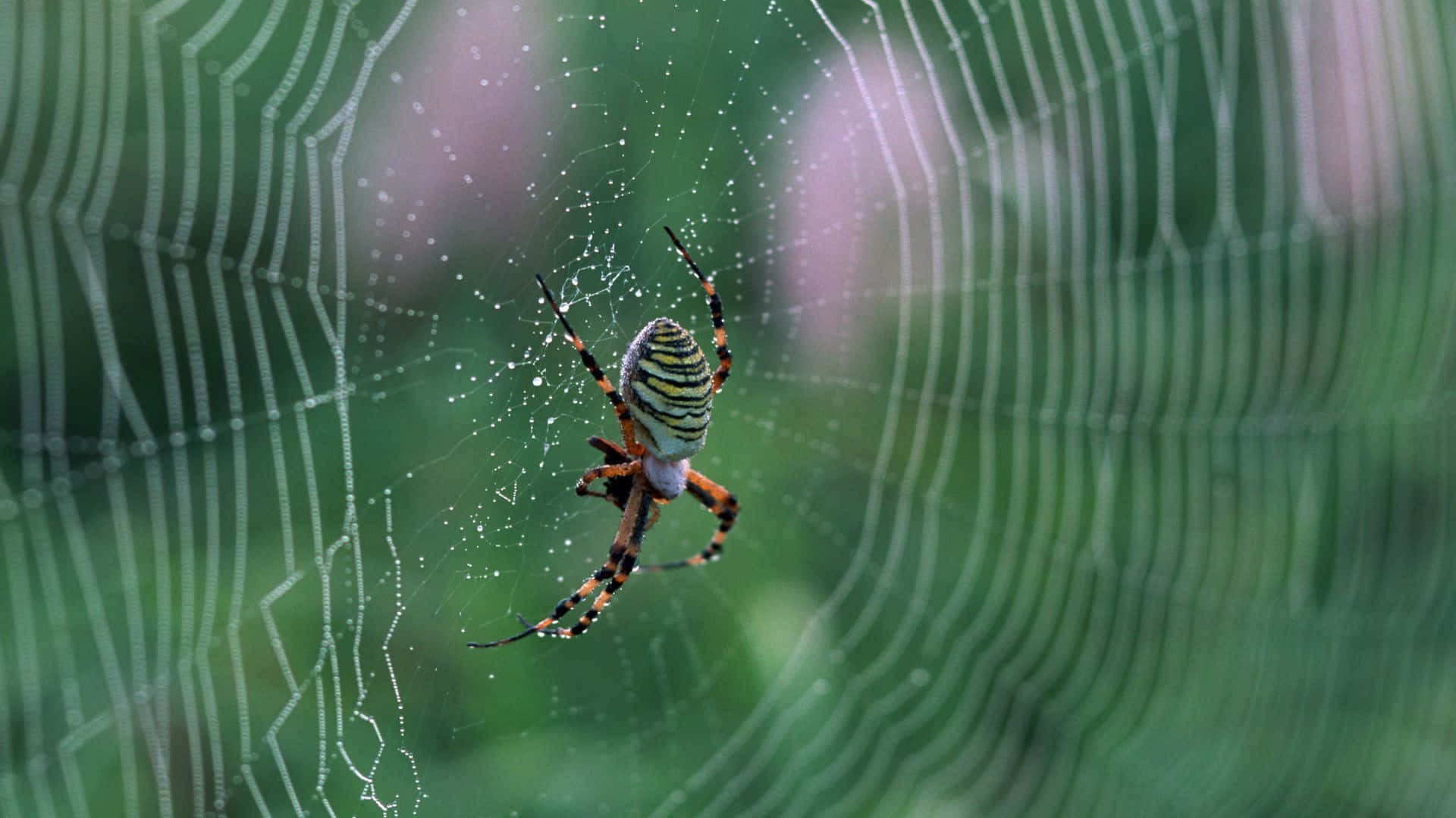 Serene Green Spider Web Background