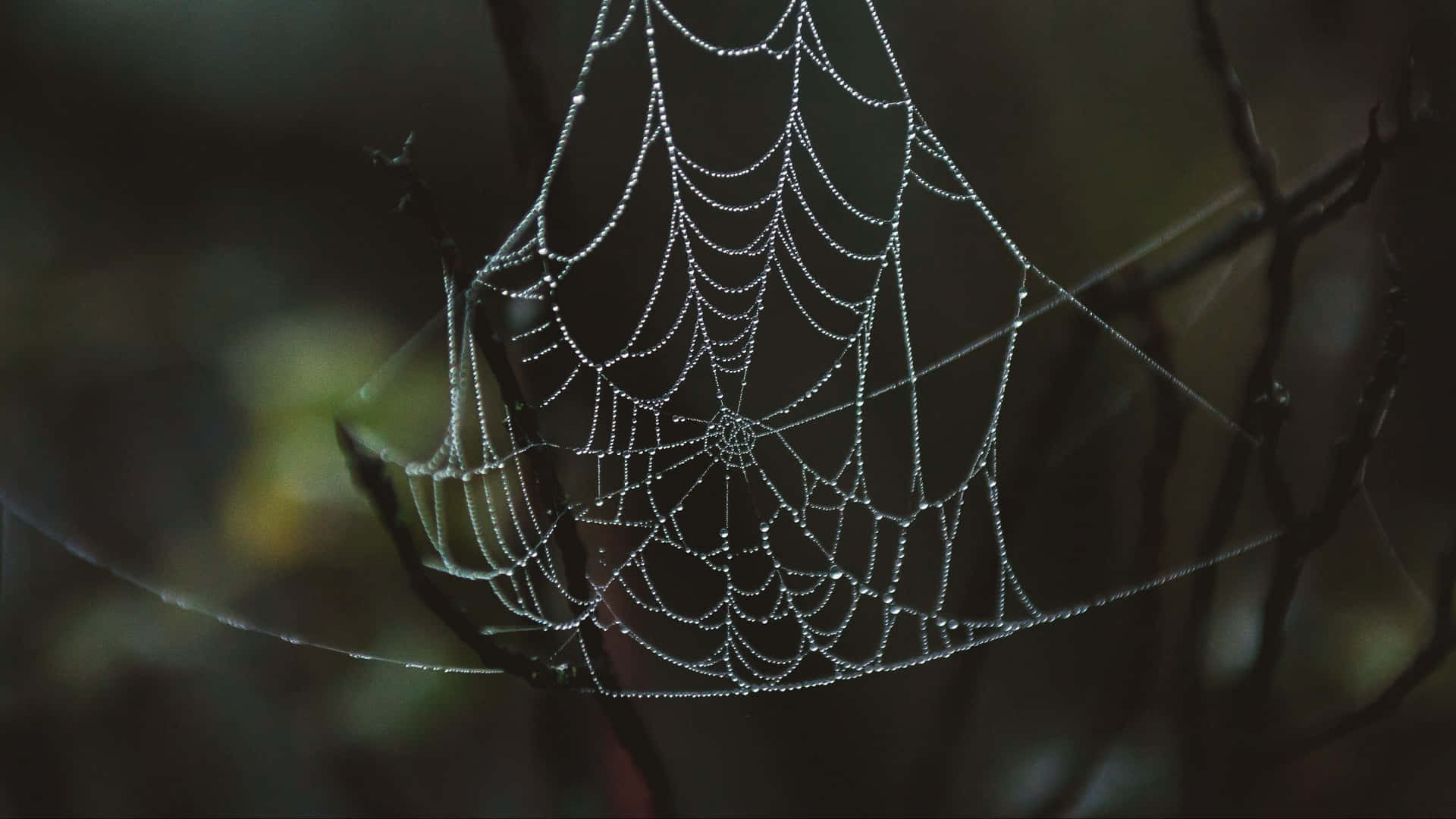 Spider Web Background In Branch Of Trees