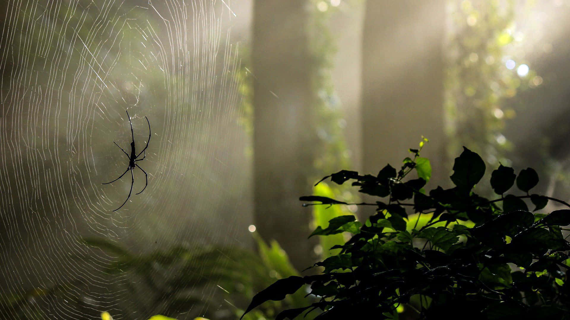 Spider Web Background In The Middle Of Forest Background