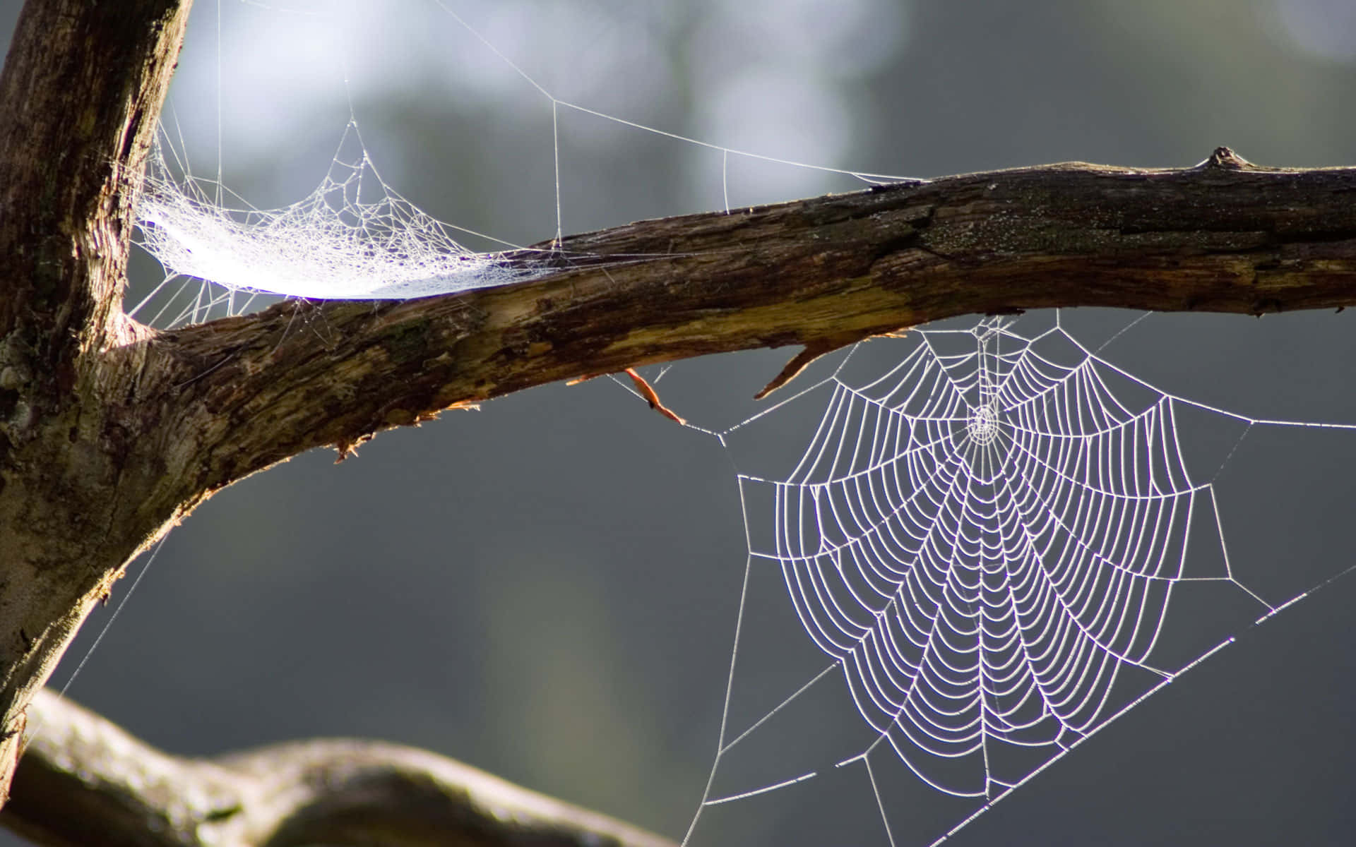 Spider Web Between Tree Branches Wallpaper