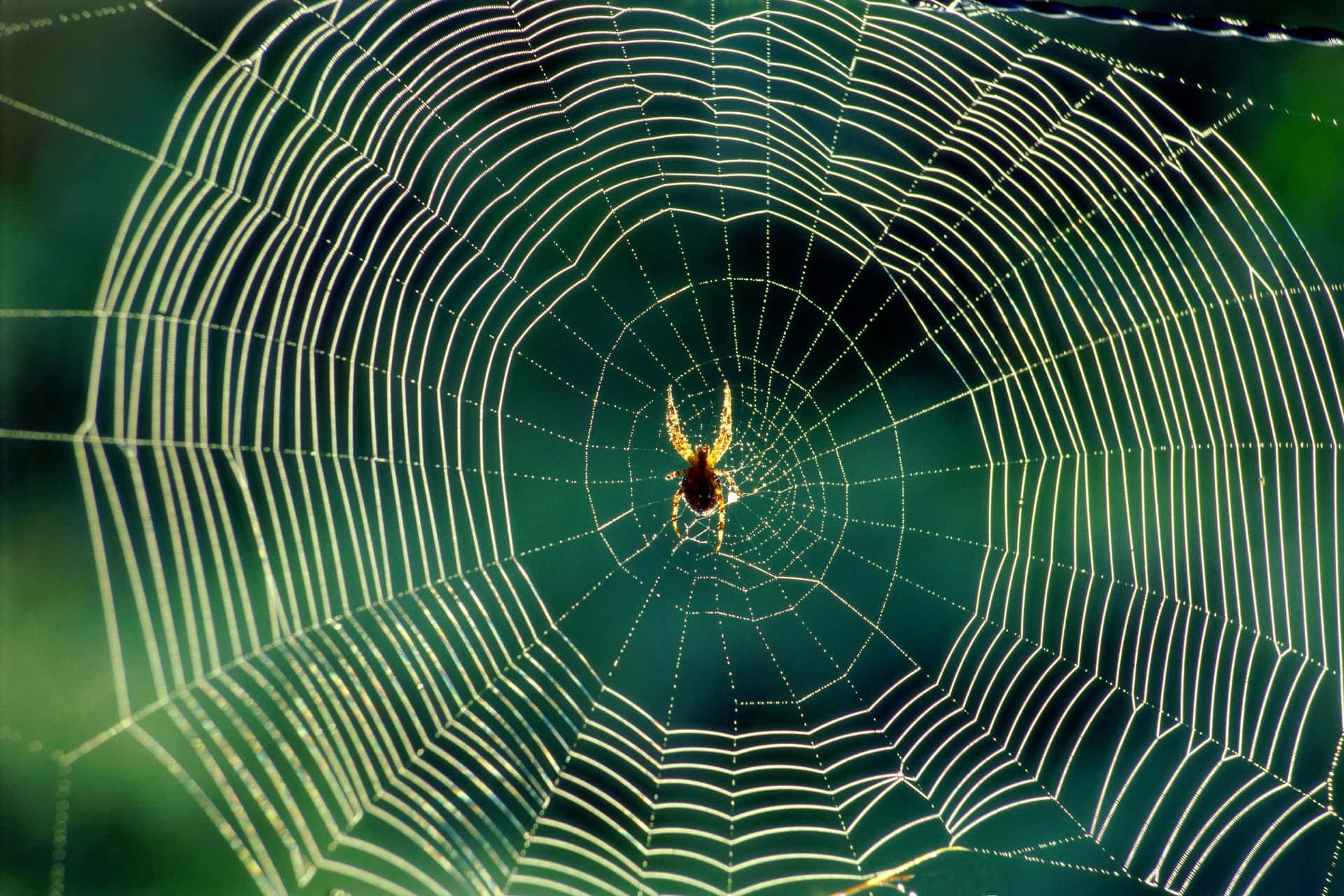 Spider Web Dew Drops Nature Background Wallpaper