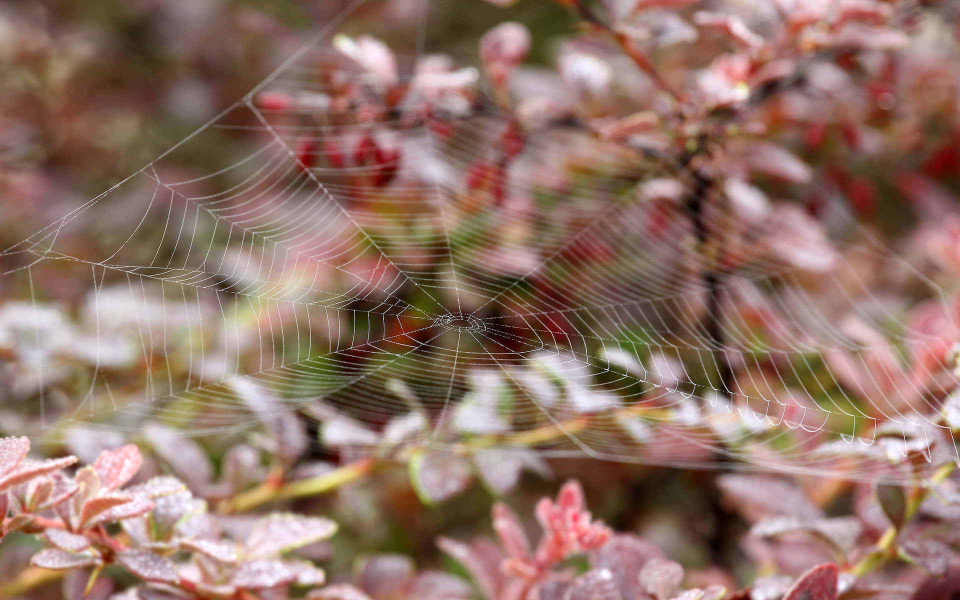 Spider Web Dew Frosted Plants.jpg Wallpaper
