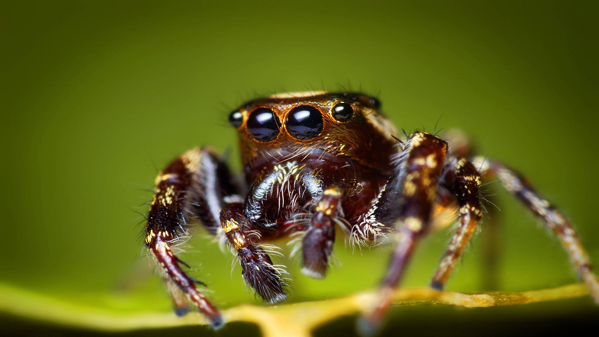Spider With Huge Eyes