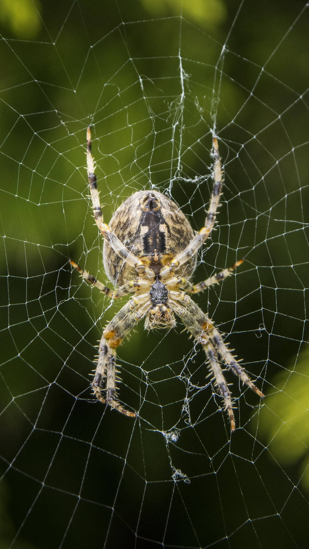 Spider With Intricate Web