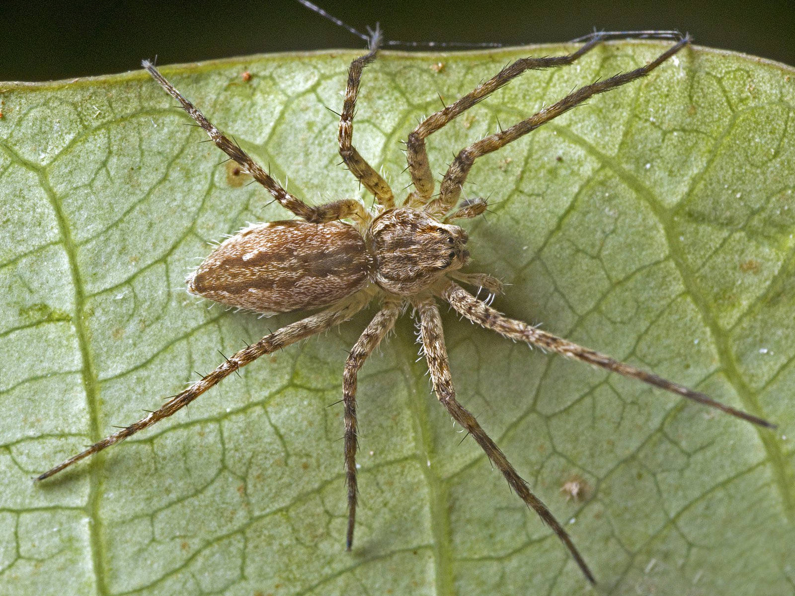 Spider With Light Brown Body