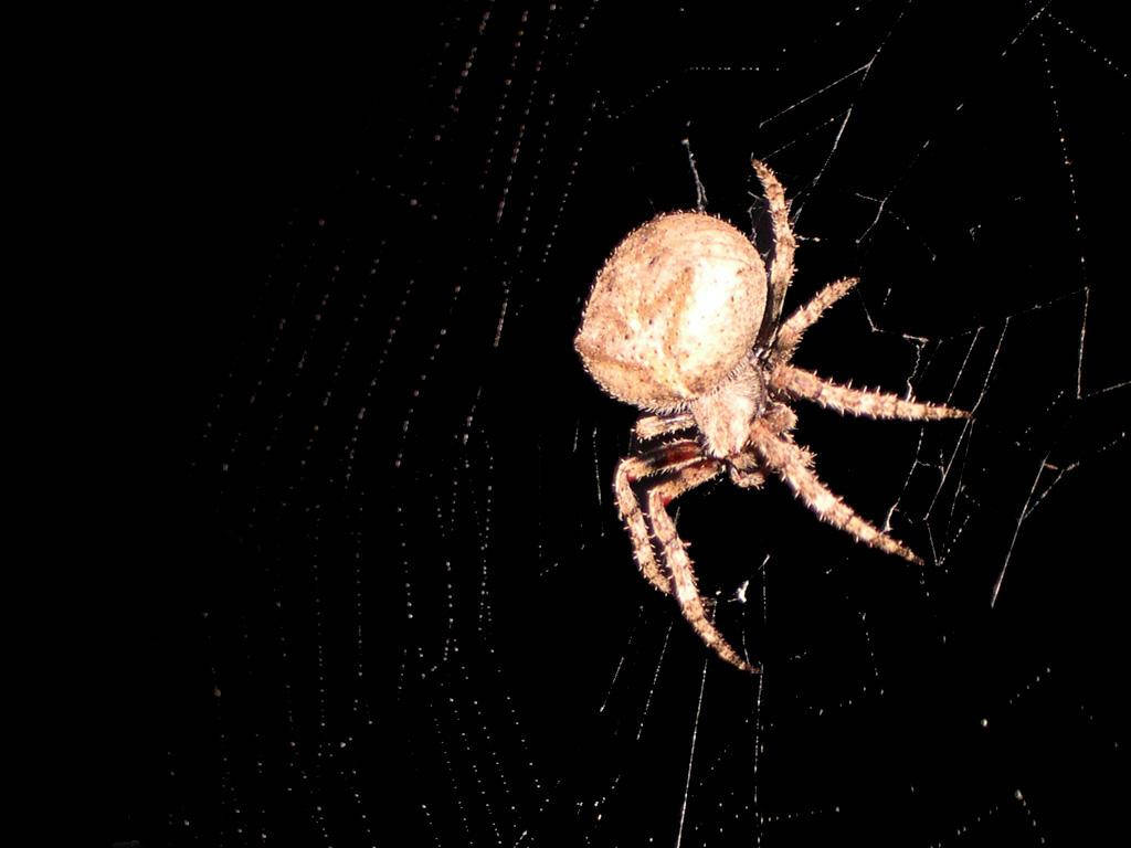 Spider With Light Cream Body