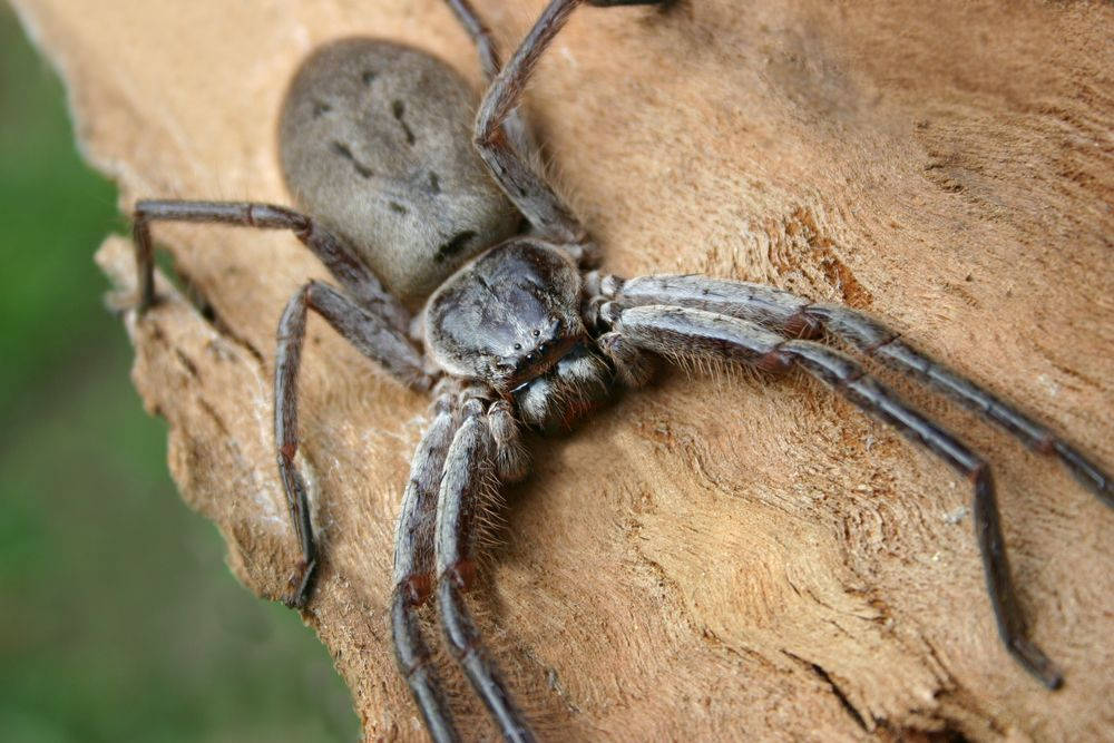 Spider With Light Grey Body