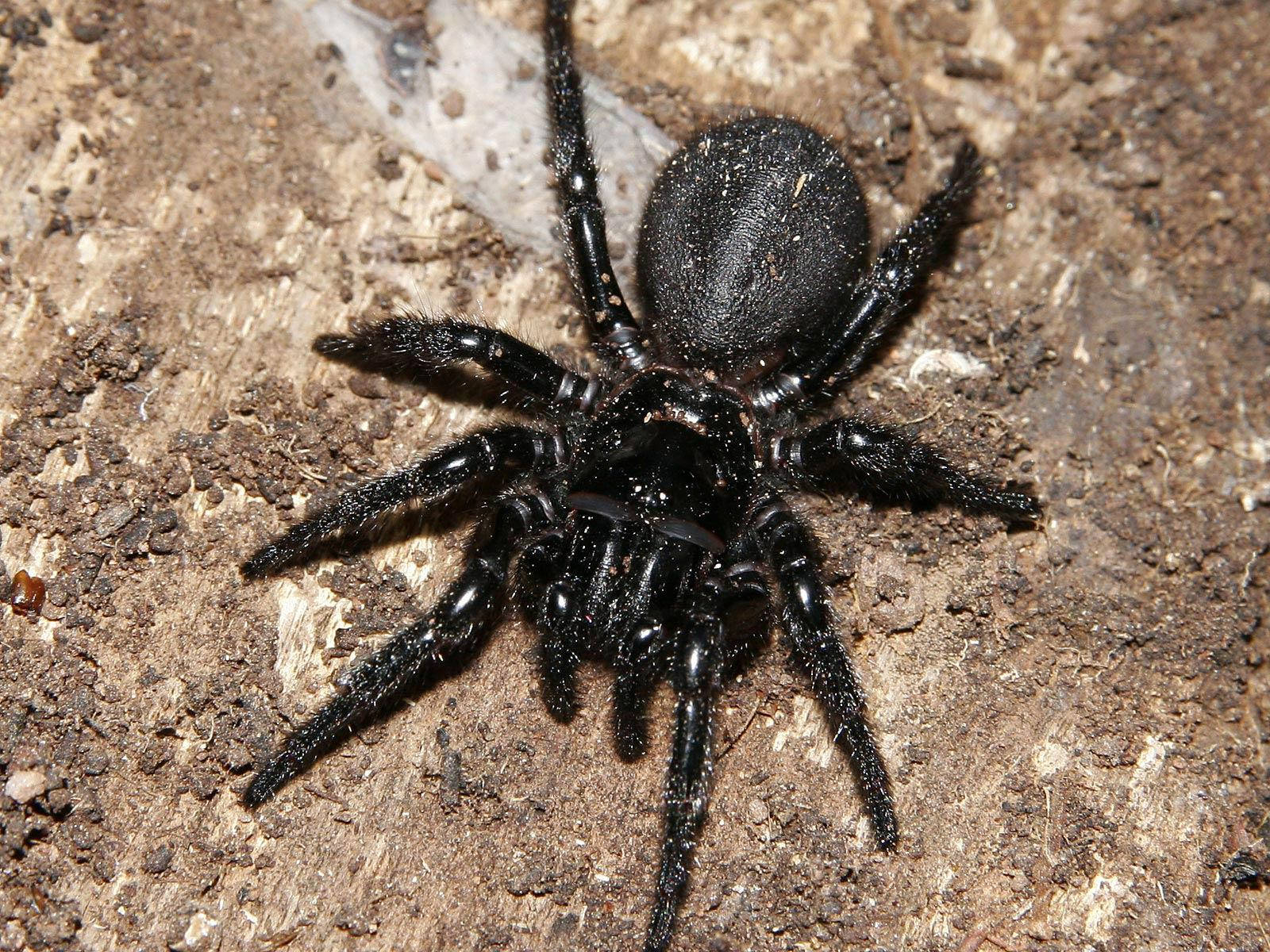 Spider With Pitch Black Body
