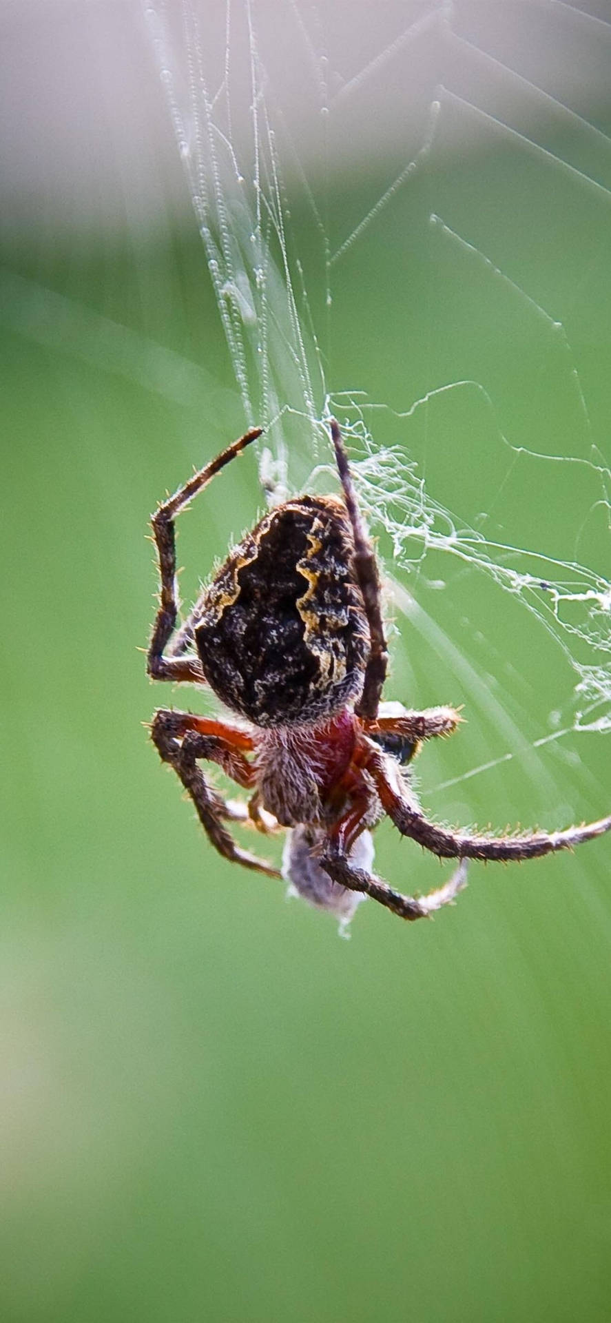 Spider With Prey