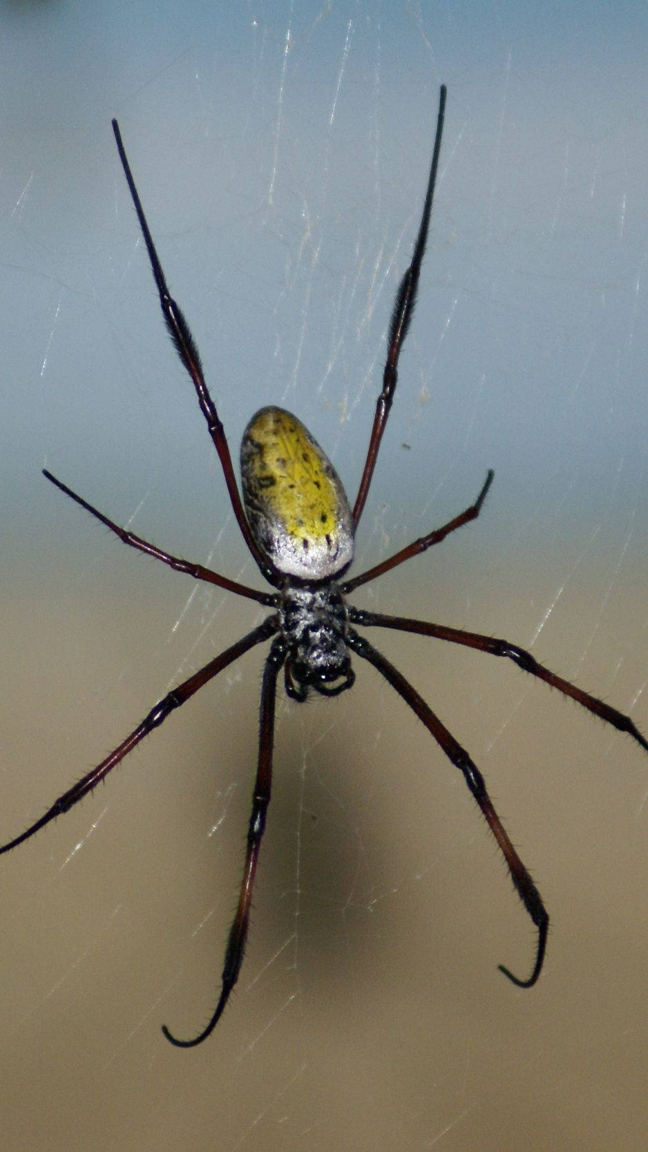Spider With Yellow Elongated Body