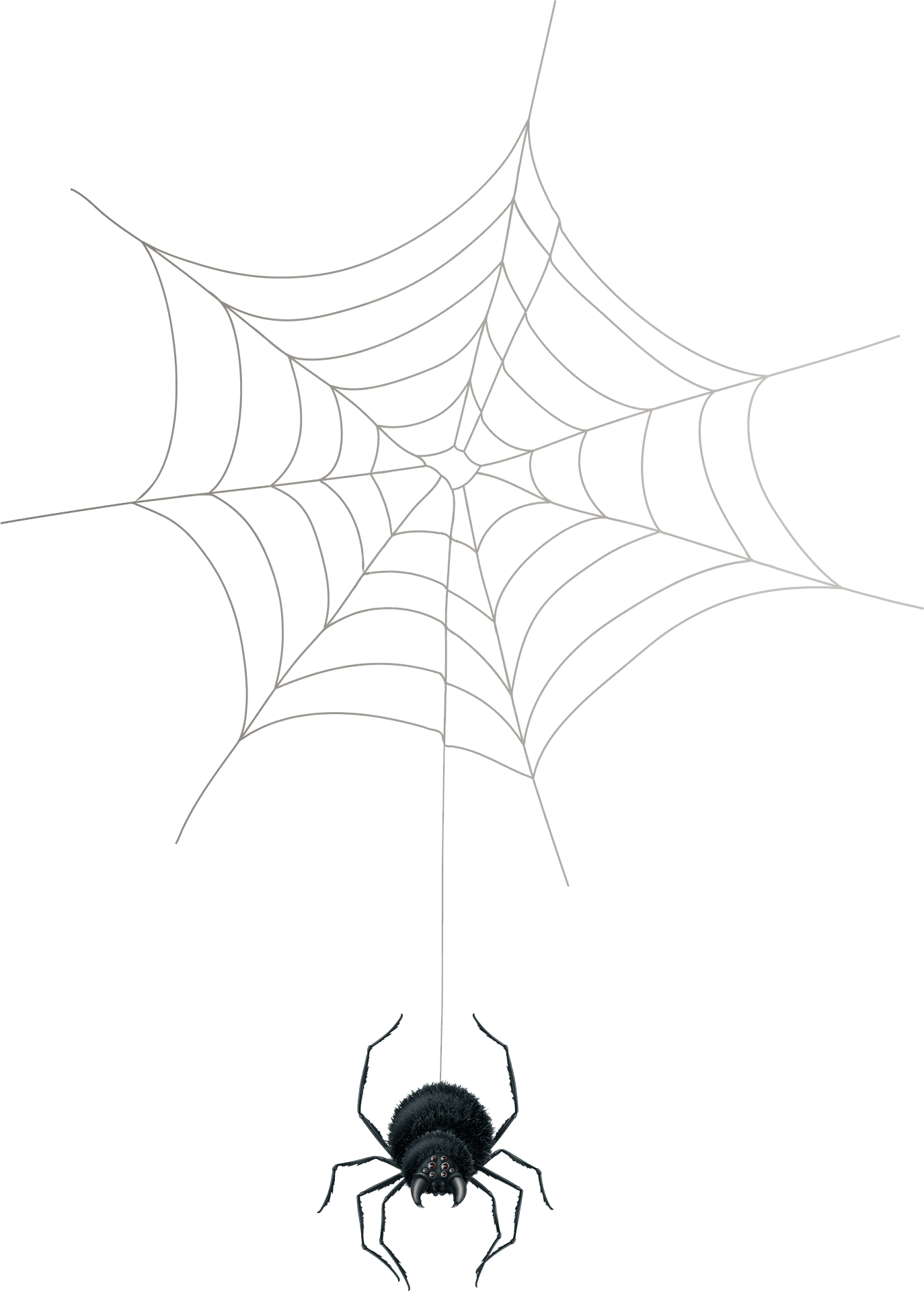 Spiderand Web Silhouette PNG