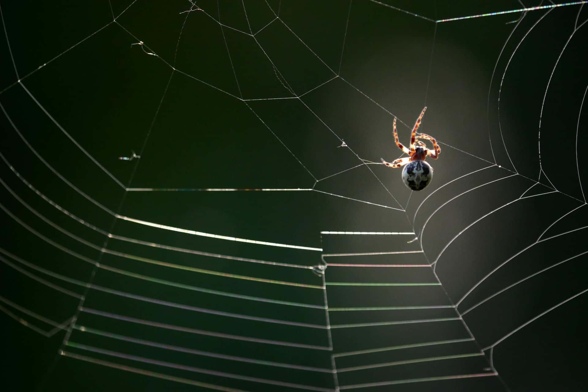 Spideron Web Silhouette Wallpaper