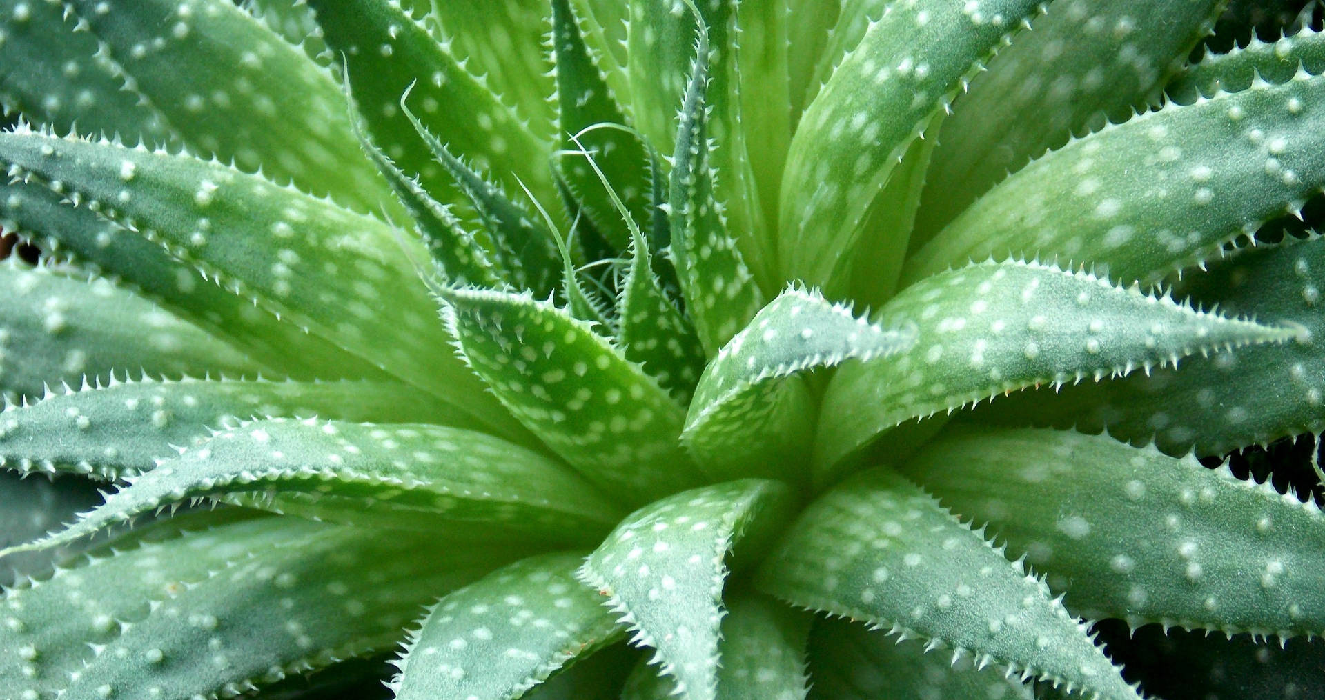 Spiky Aloe Vera Plant Pattern Wallpaper