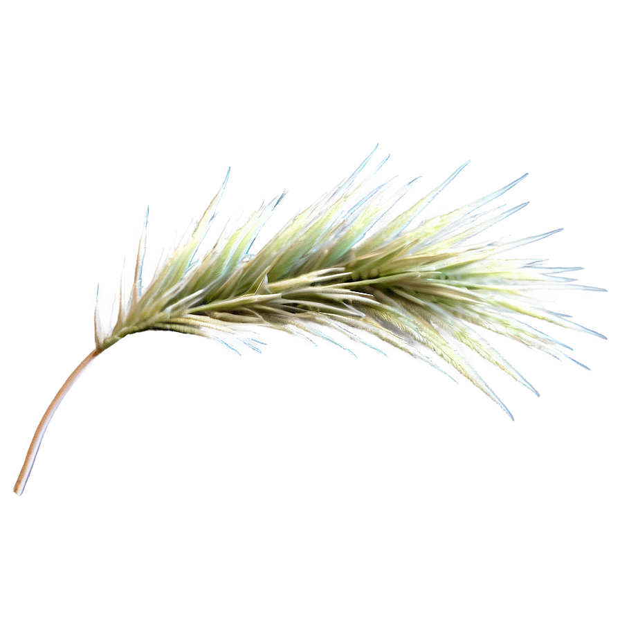 Spiky Desert Grass Png Mox7 PNG