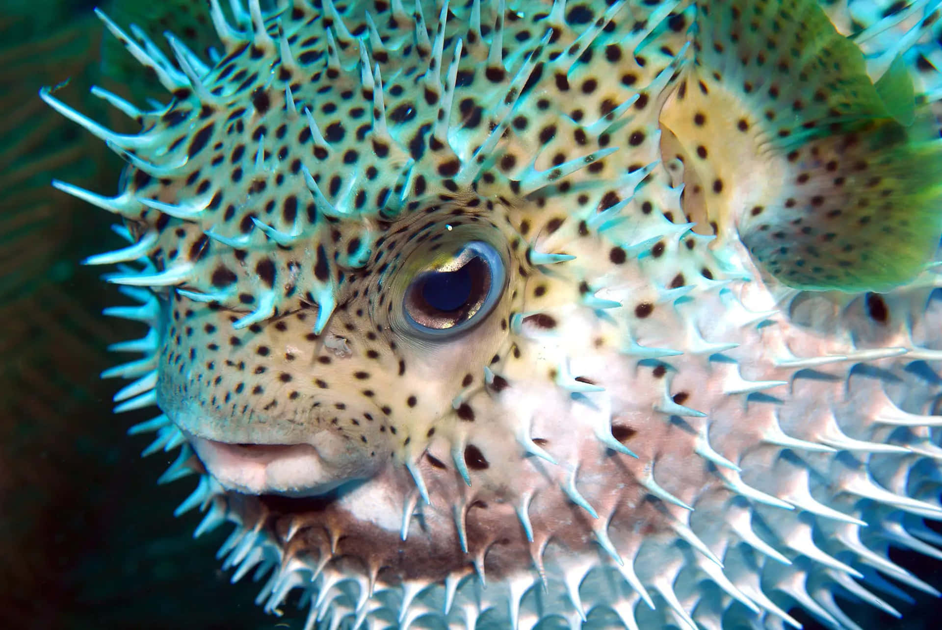 Spiky_ Porcupinefish_ Closeup Wallpaper