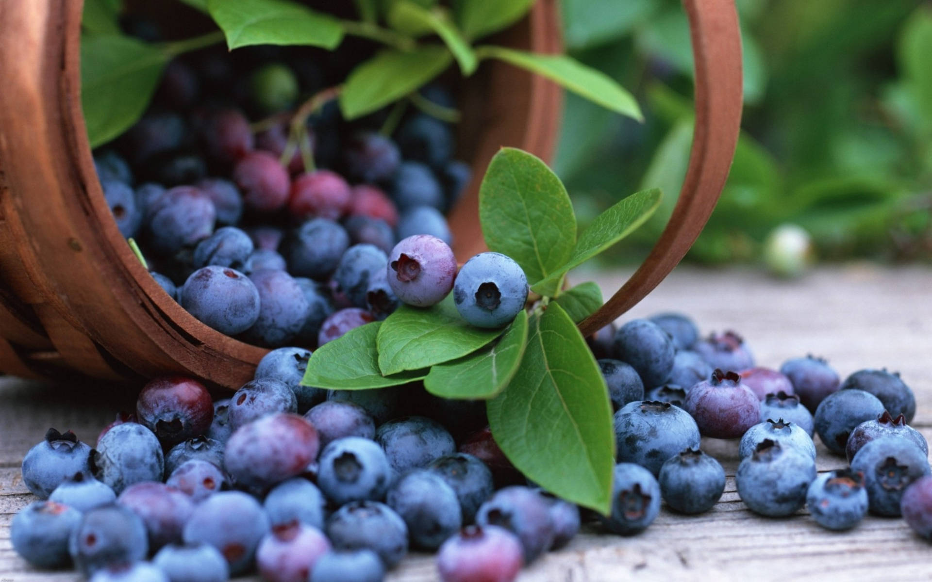 Spilled Basket Of Blueberries Wallpaper