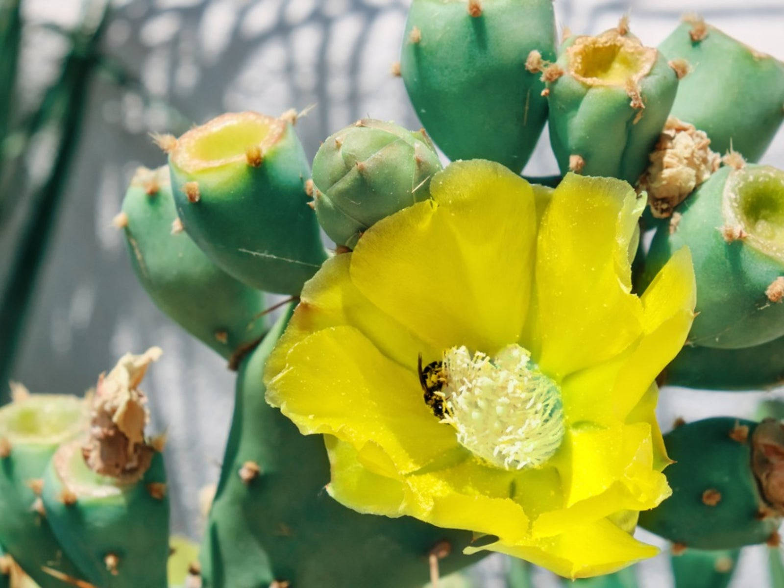 Spineless Yellow Prickly Pear Plant Wallpaper
