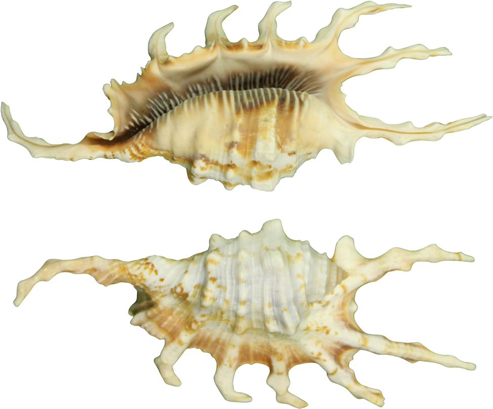 Spiny Conch Shells PNG