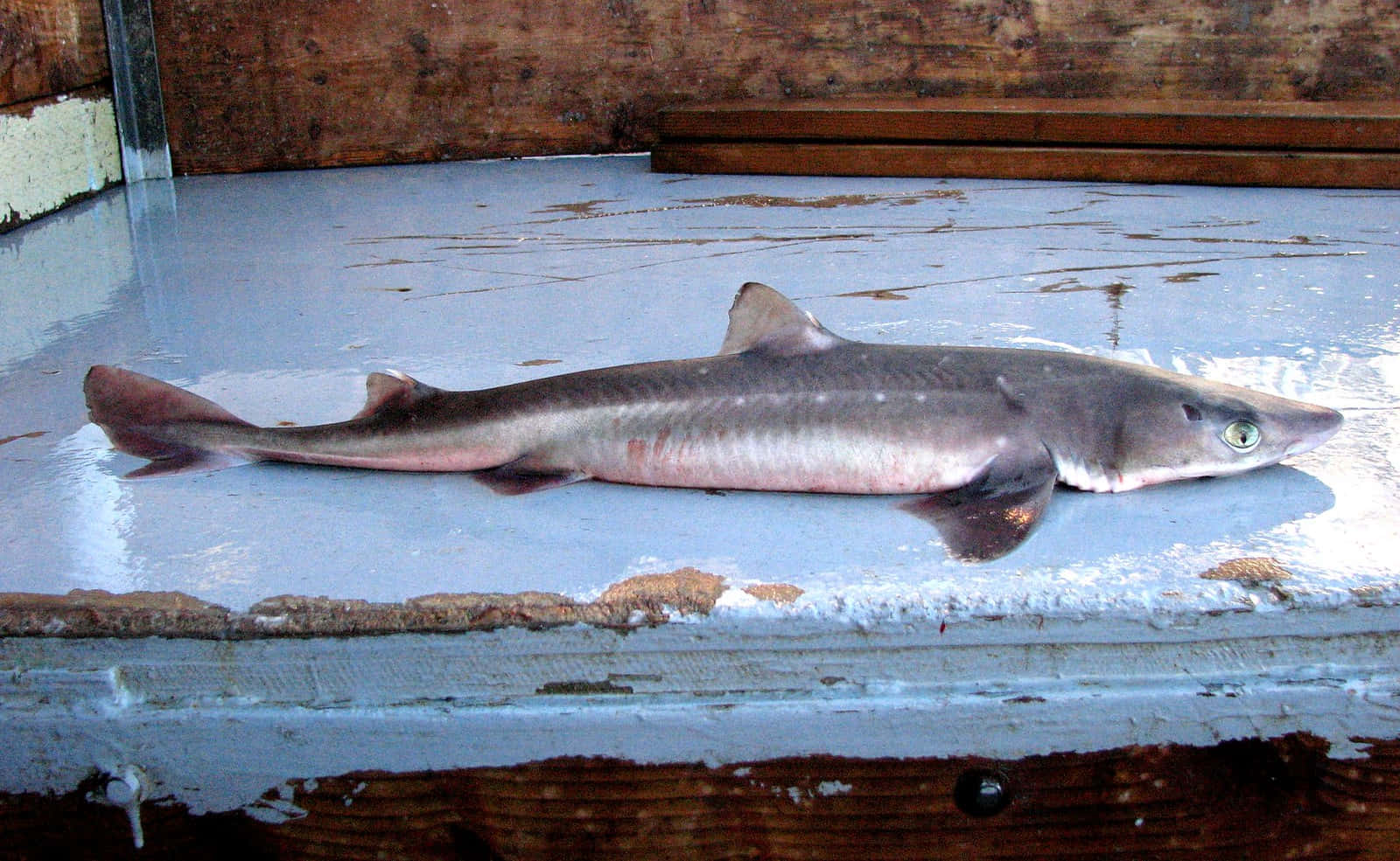 Spiny Dogfish Sharkon Deck Wallpaper