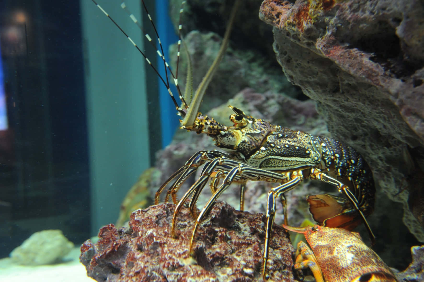 Spiny Lobster Aquarium Display Wallpaper