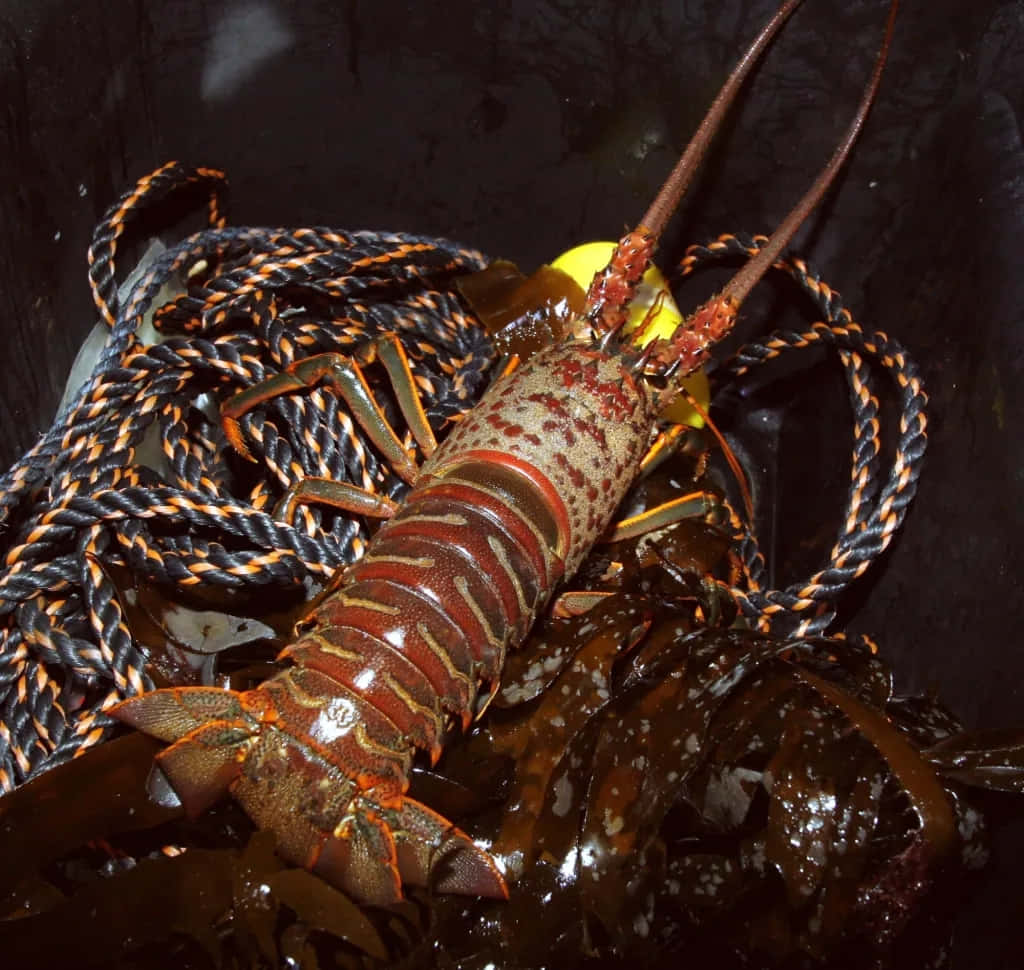 Spiny Lobster Caughtin Trap Wallpaper