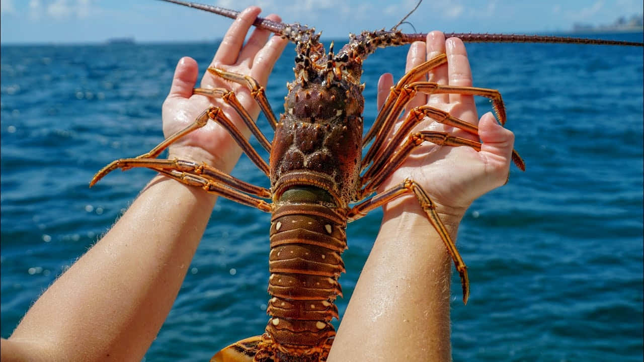 Spiny Lobster Held Aloftat Sea.jpg Wallpaper