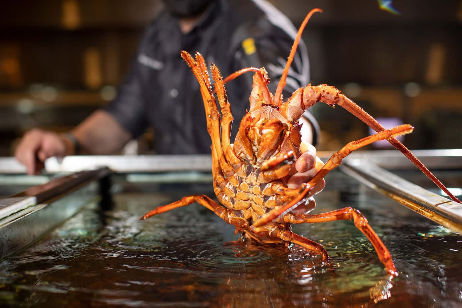 Spiny Lobster Held By Chef Wallpaper