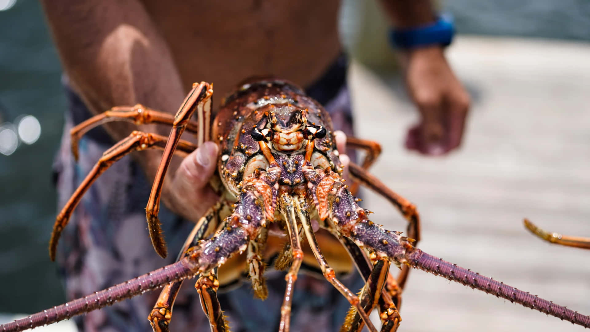 Spiny Lobster Held By Fisherman Wallpaper