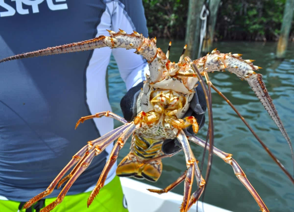 Spiny Lobster Heldby Fisherman Wallpaper