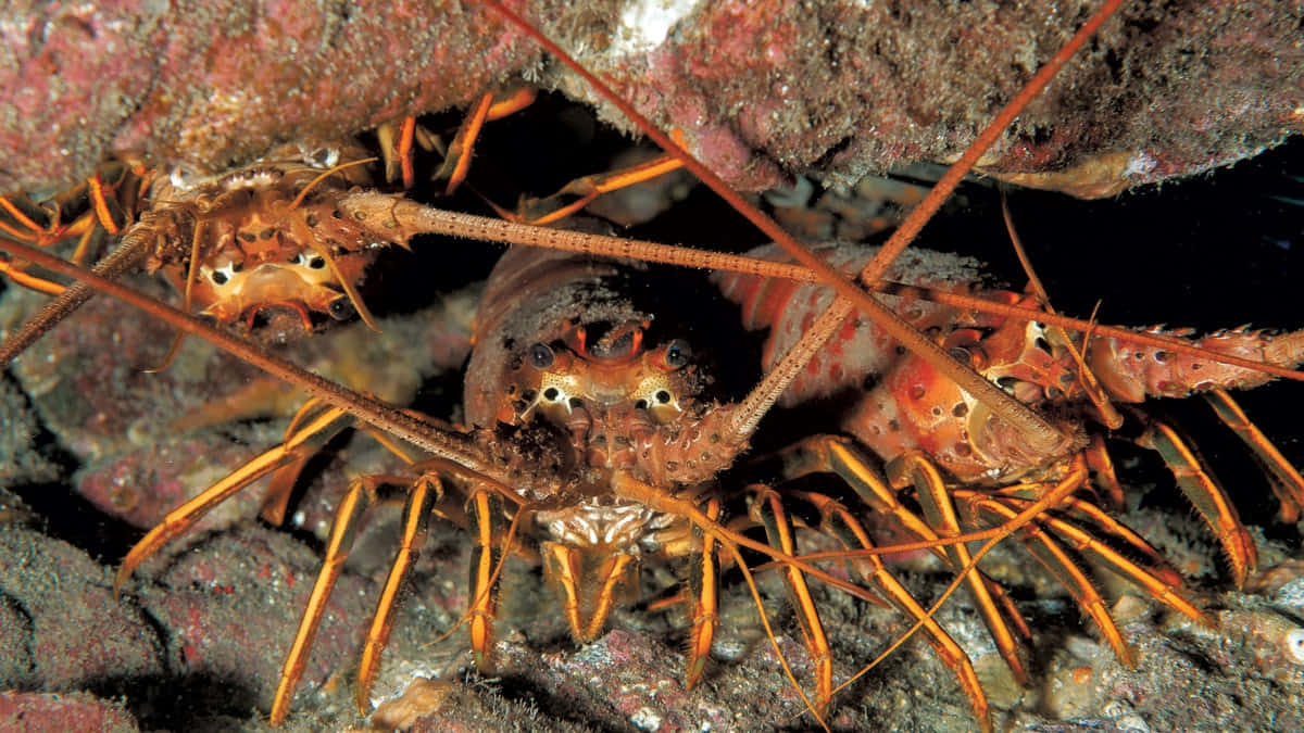 Spiny Lobster Hiding Under Rock.jpg Wallpaper