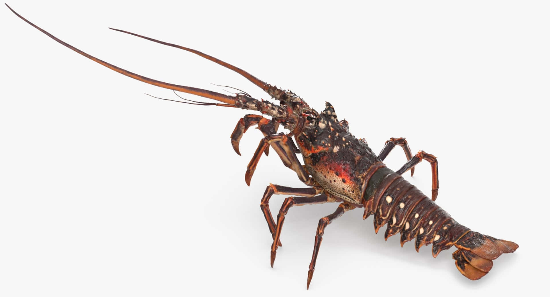 Spiny Lobster Isolated White Background Wallpaper