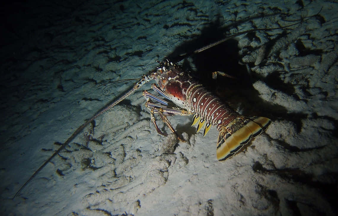 Spiny Lobster Nighttime Sea Floor Wallpaper