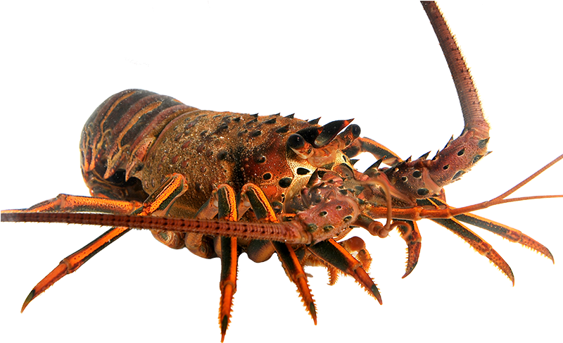 Spiny Lobster Transparent Background PNG