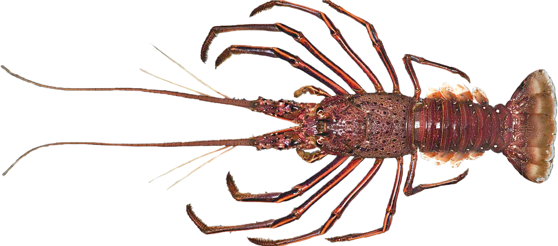 Spiny Lobster Transparent Background PNG