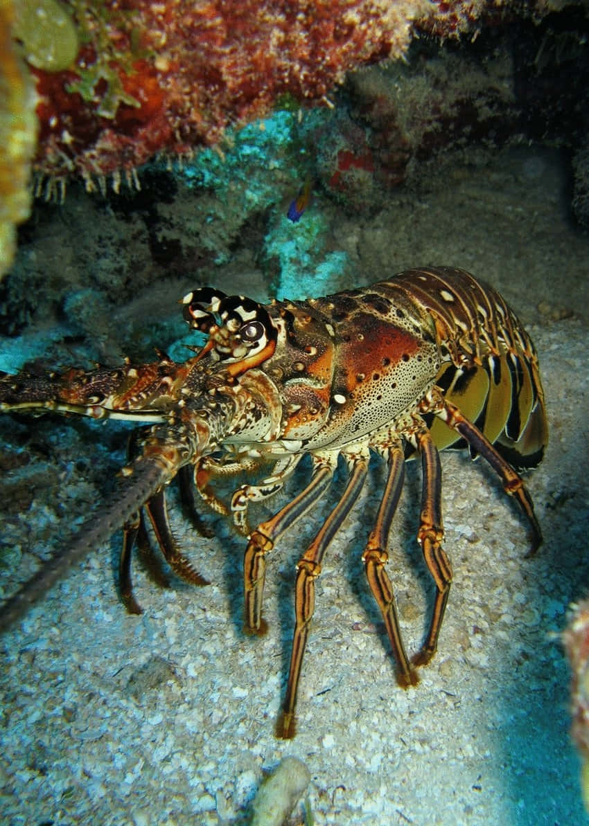Spiny Lobster Underwater Reef Scene Wallpaper