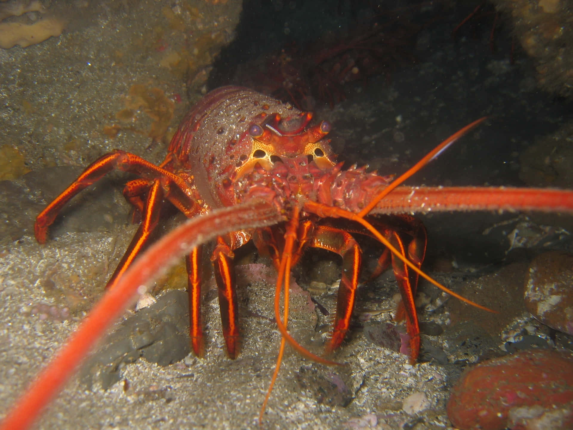 Spiny Lobster Underwater Scene Wallpaper