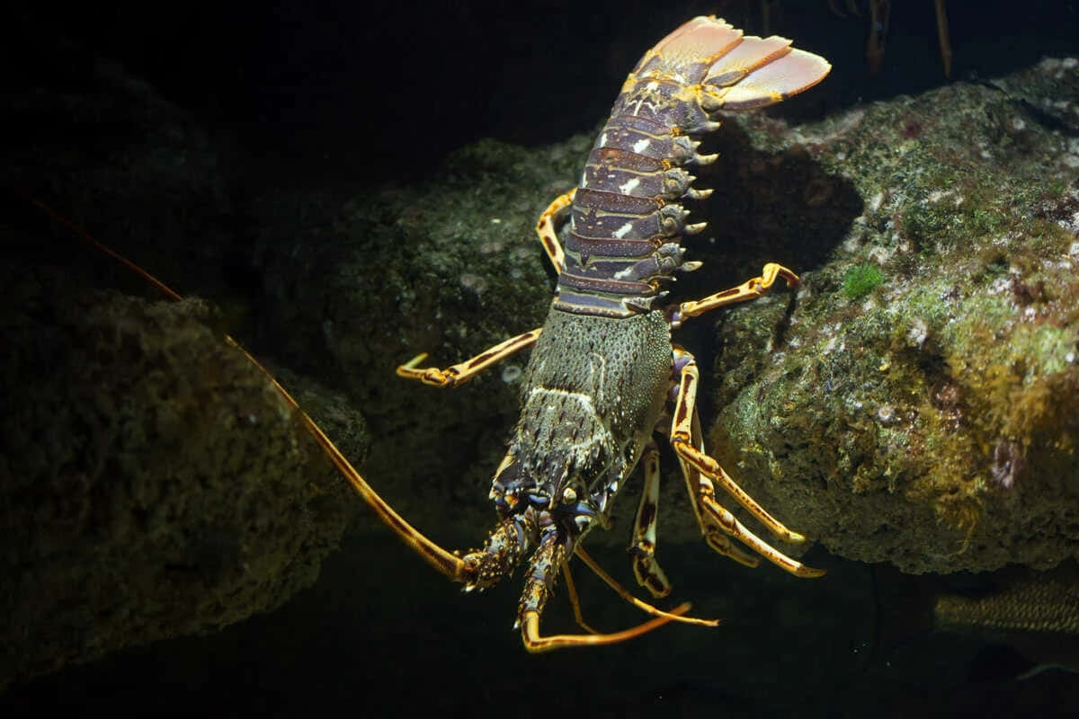 Spiny Lobster Underwater Wallpaper