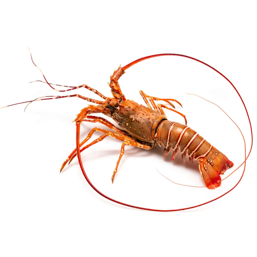 Spiny Lobster White Background Wallpaper