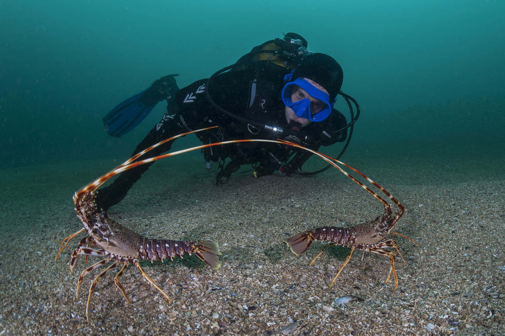 Spiny Lobsterand Diver Underwater Wallpaper