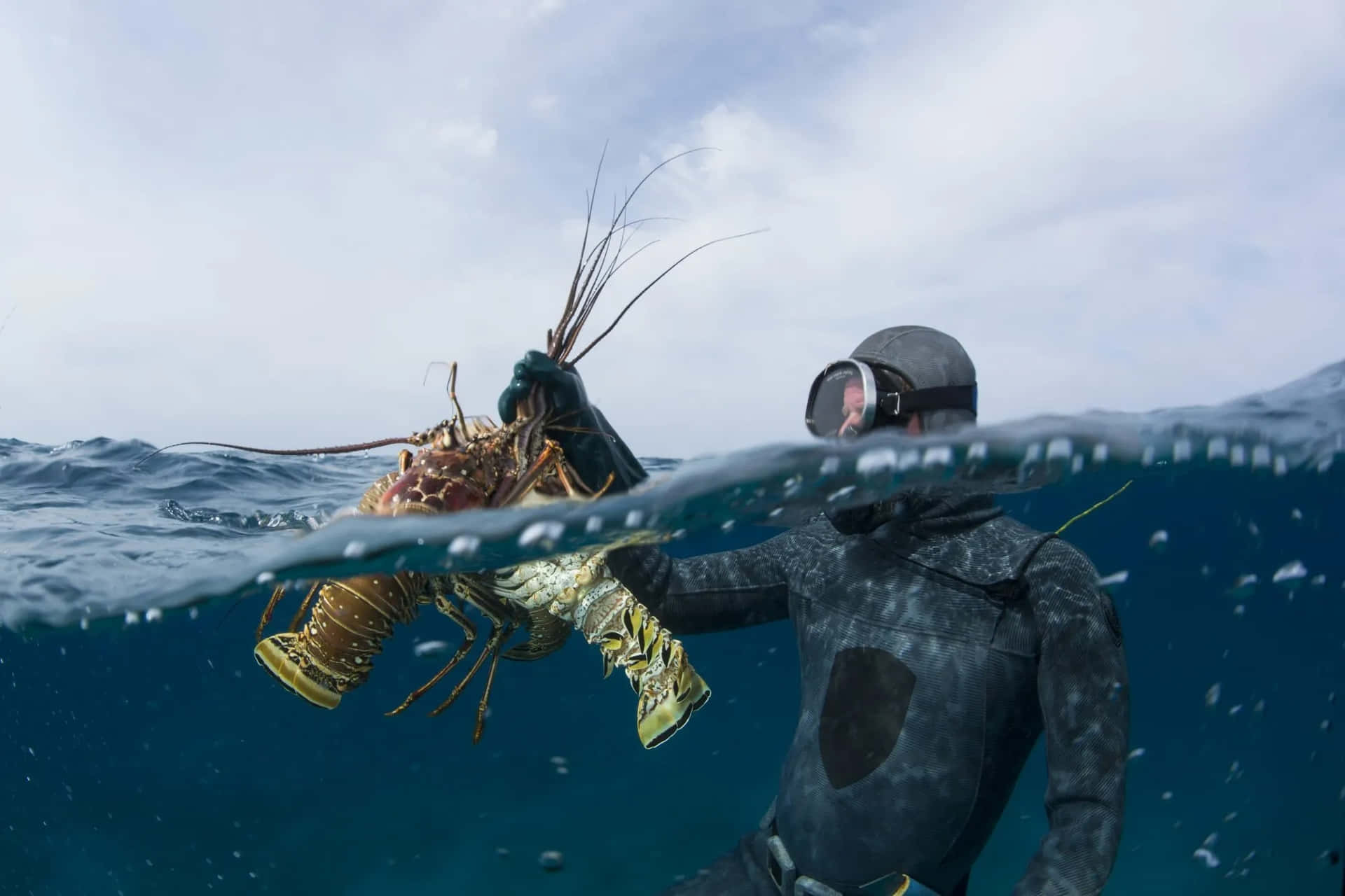 Spiny Lobsterand Diver Underwater Wallpaper