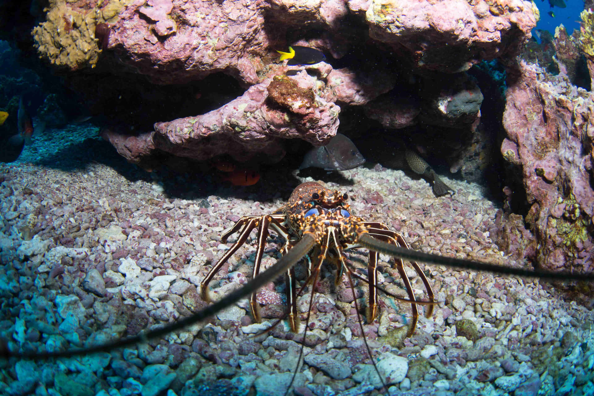 Spiny Lobsterin Coral Reef Habitat Wallpaper