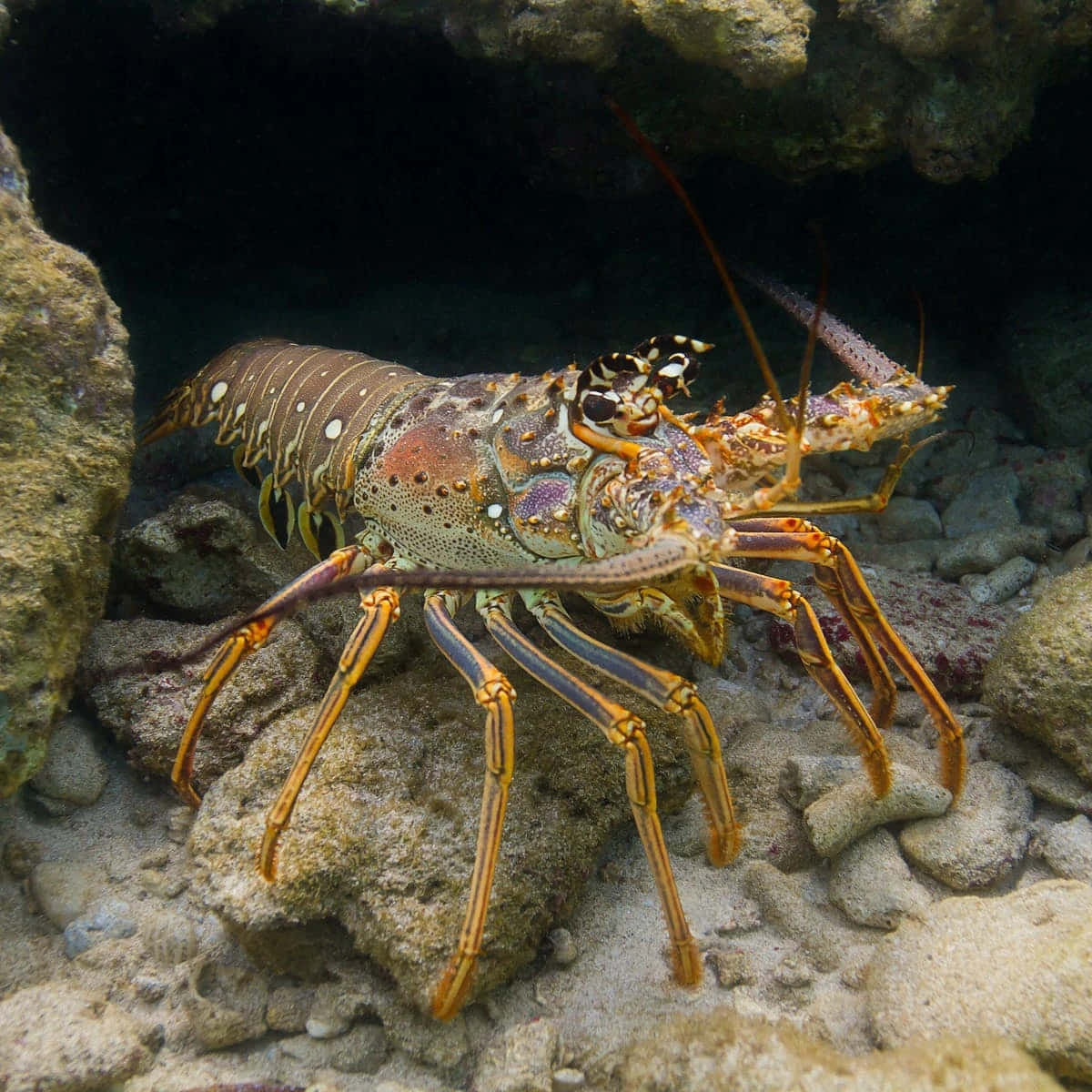 Spiny Lobsterin Natural Habitat Wallpaper