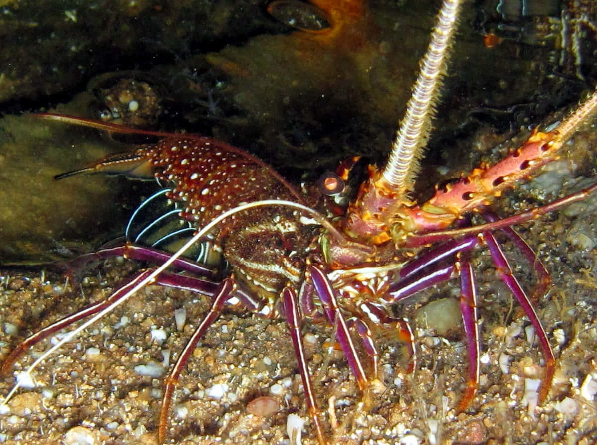 Spiny Lobsterin Natural Habitat Wallpaper