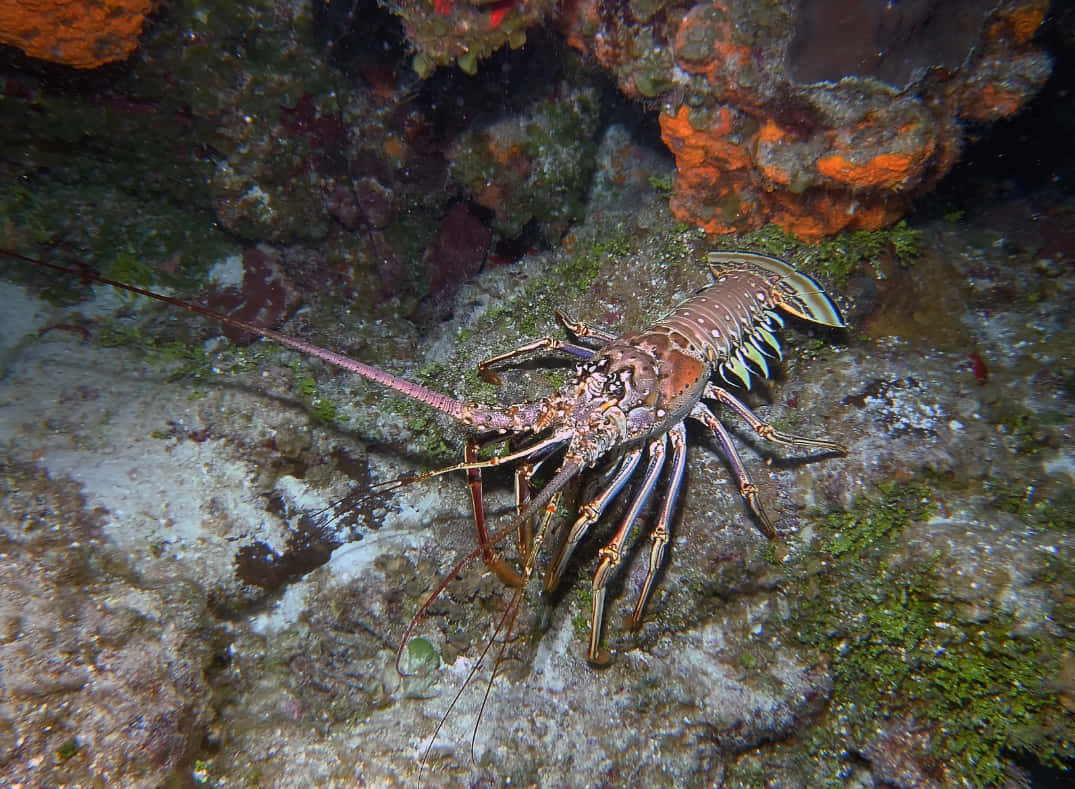 Spiny Lobsterin Natural Habitat.jpg Wallpaper