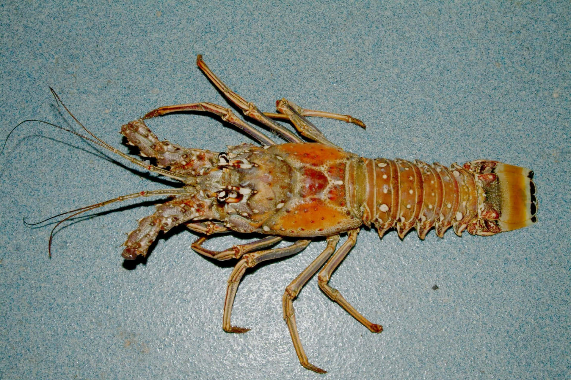 Spiny Lobsteron Blue Background Wallpaper