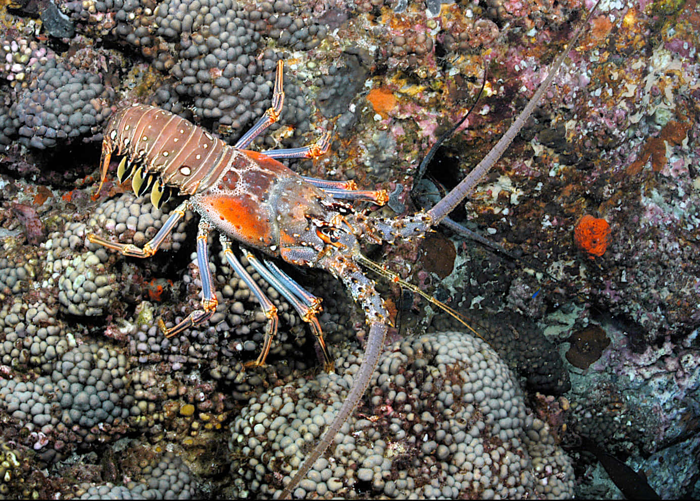 Spiny Lobsteron Coral Reef.jpg Wallpaper