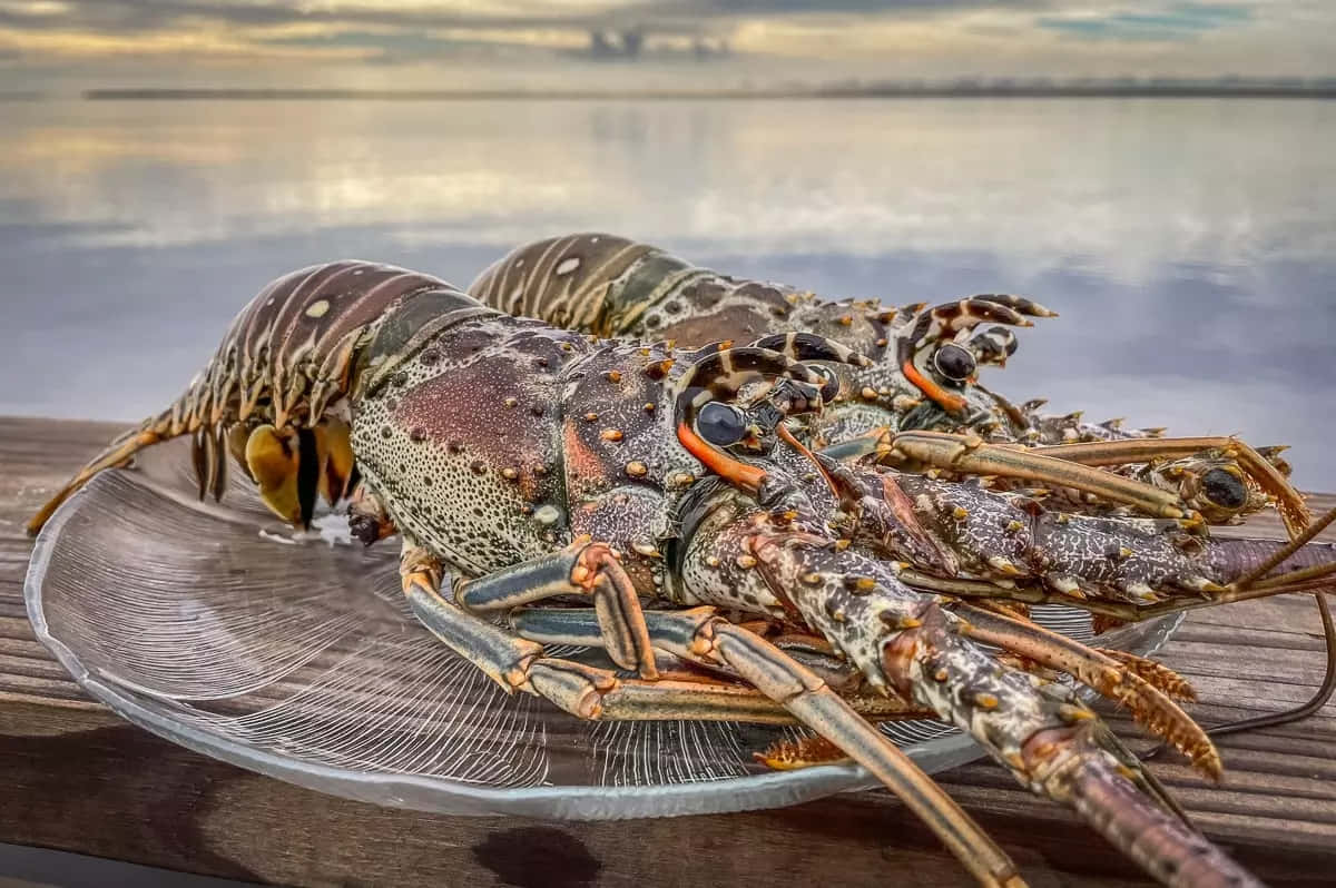 Spiny Lobsteron Glass Plate Wallpaper