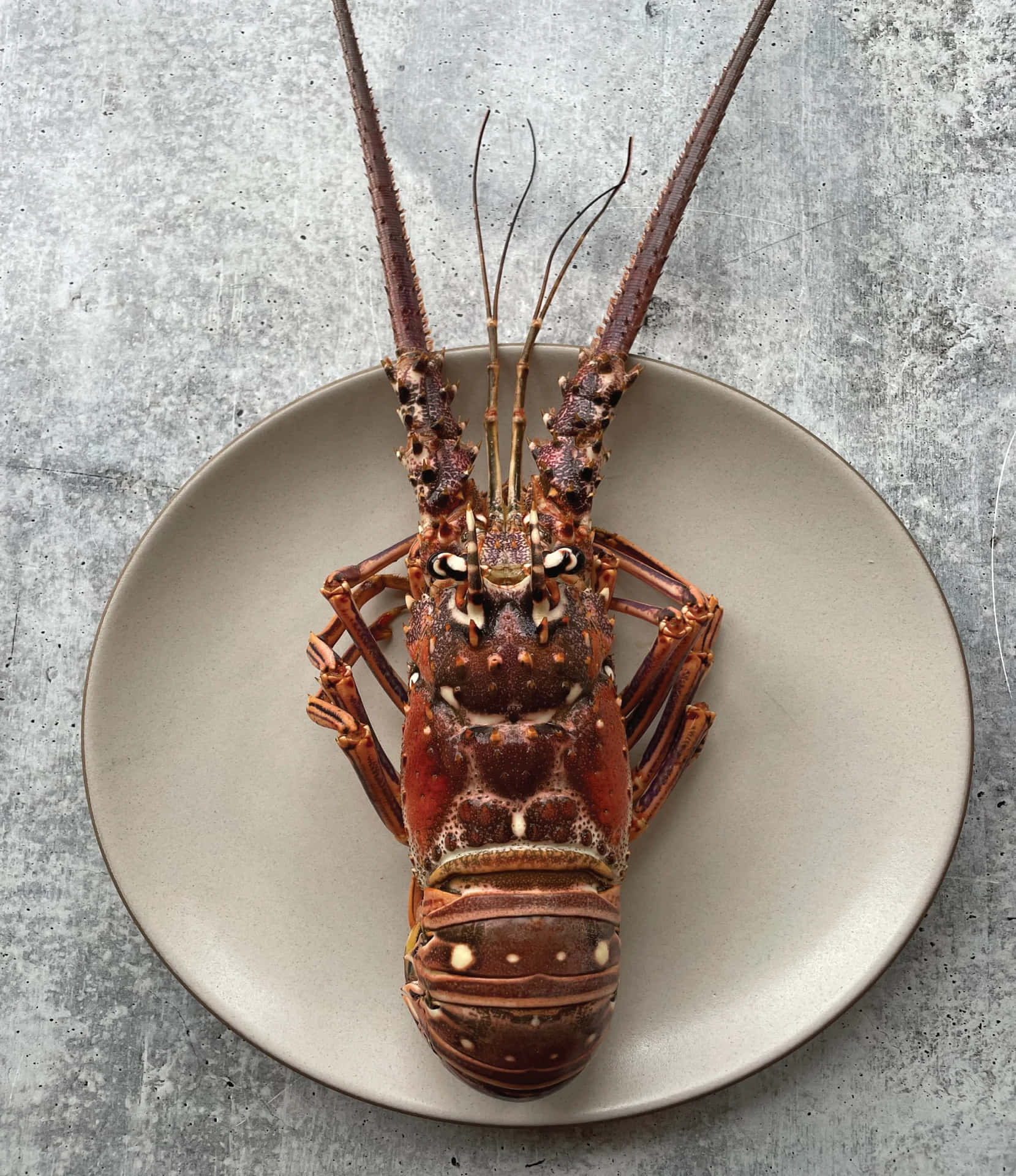 Spiny Lobsteron Plate Wallpaper