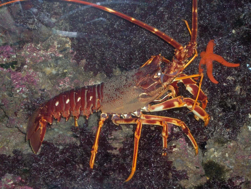Spiny Lobsteron Rocky Seabed Wallpaper